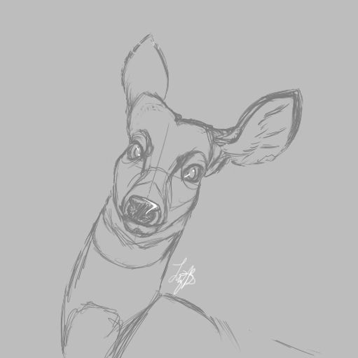 Doe Sketch by noshylover