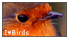 I love birds